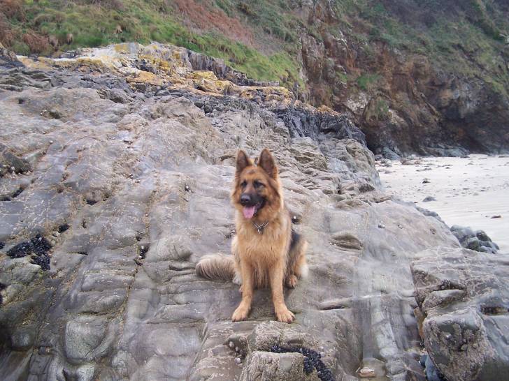 Alta - Berger Allemand (4 ans)