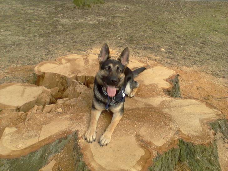 Loona - Berger Allemand (3 ans)