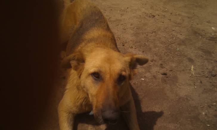 Picha - Berger Allemand (8 ans)