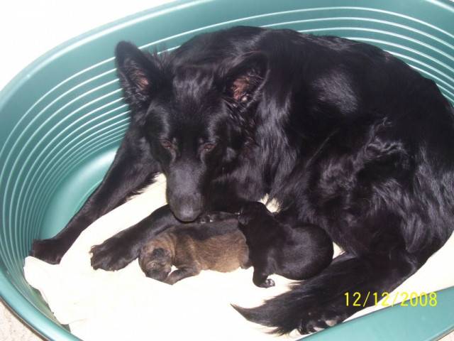 Mutti - Berger Allemand (2 mois)