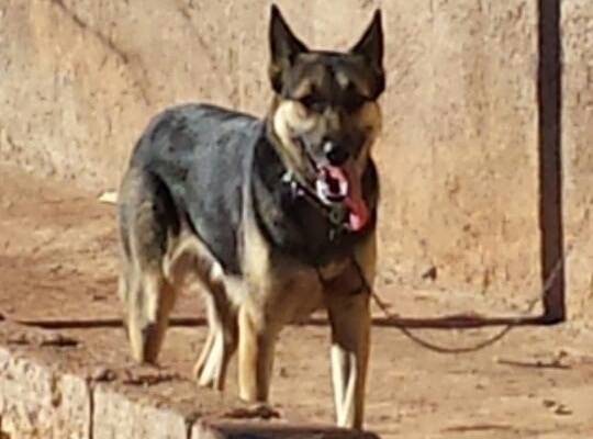 jakelin - Berger Allemand (2 ans)