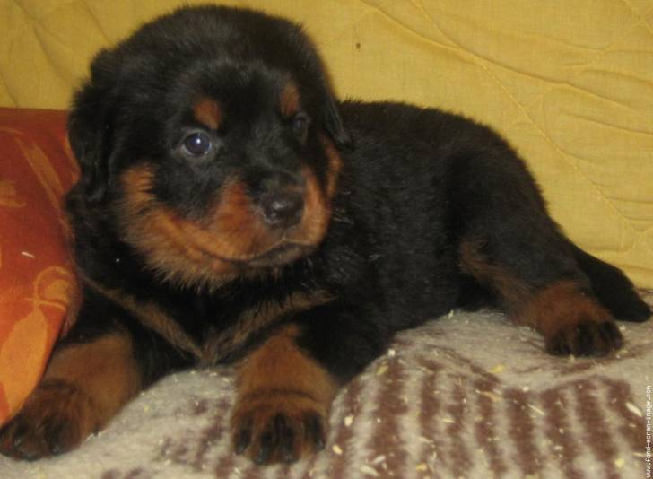 laydi - Berger Allemand (8 mois)