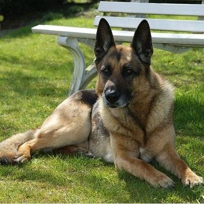 wolf - Berger Allemand Mâle (6 mois)
