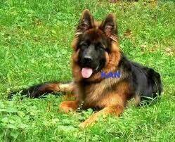 Kan - Berger Allemand (3 ans)