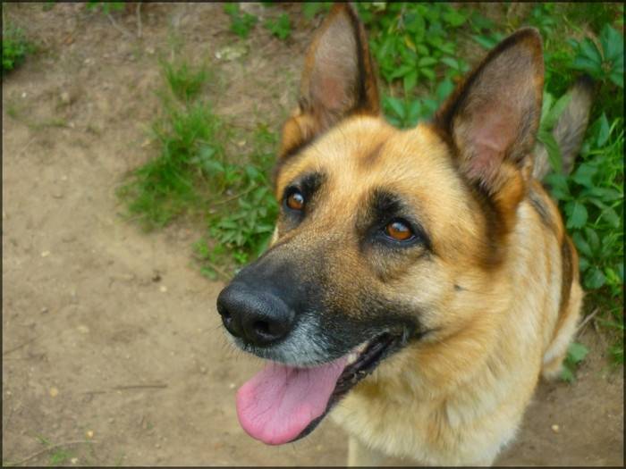 Baïka - Berger Allemand (4 ans)