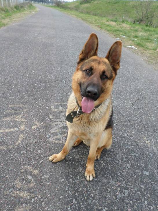 Yako - Berger Allemand Mâle (4 ans)
