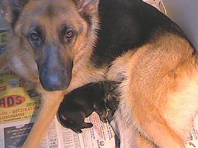 Berger Allemand - Berger Allemand