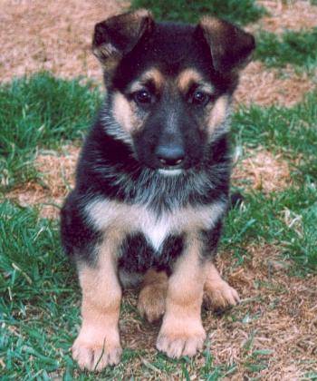 Berger Allemand - Berger Allemand