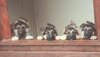 Berger Allemand - Berger Allemand