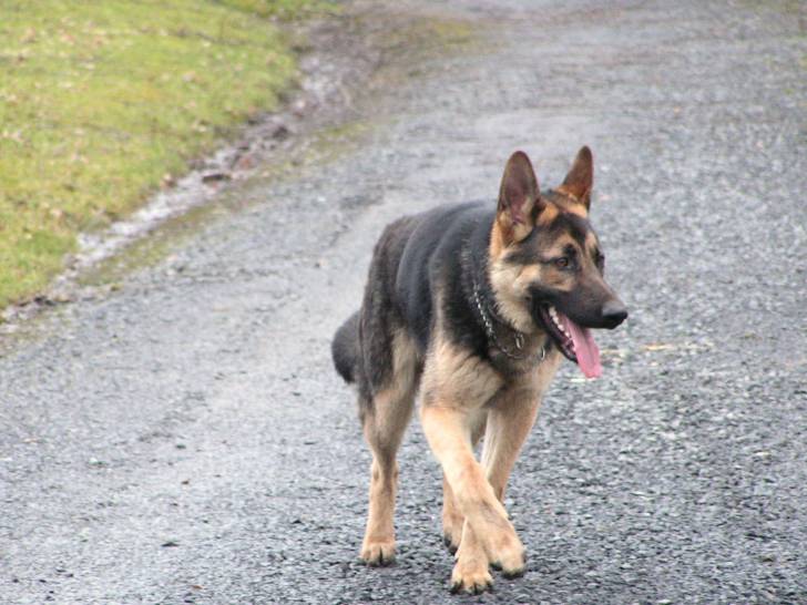 dickx - Berger Allemand Mâle (2 ans)