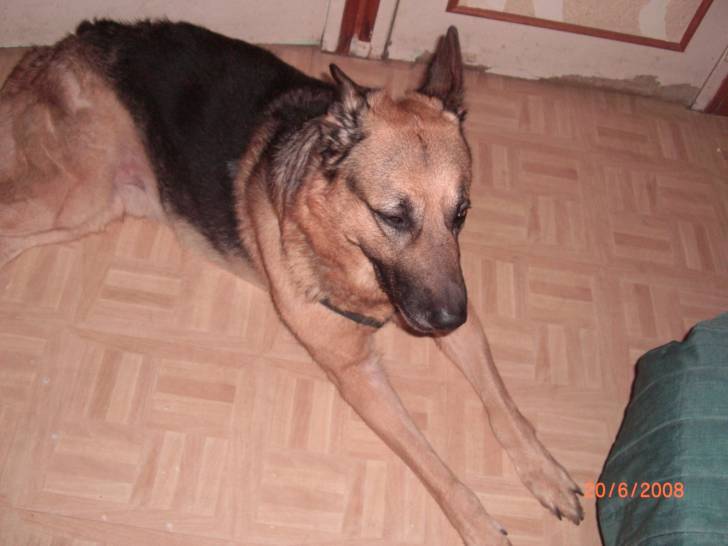 max - Berger Allemand Mâle (10 ans)