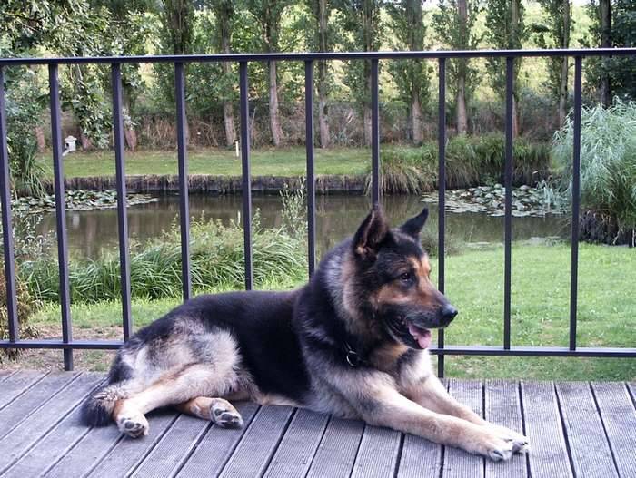 Photo Berger Allemand