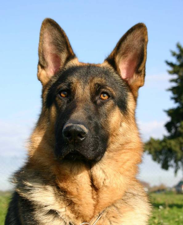 Voyou dit &quot;Sparco&quot; - Berger Allemand