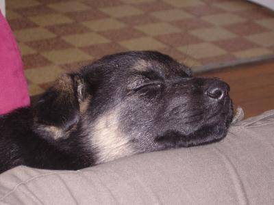 bella - Berger Allemand