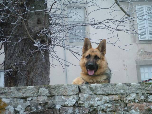 Vick - Berger Allemand