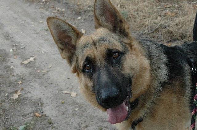 Vick - Berger Allemand