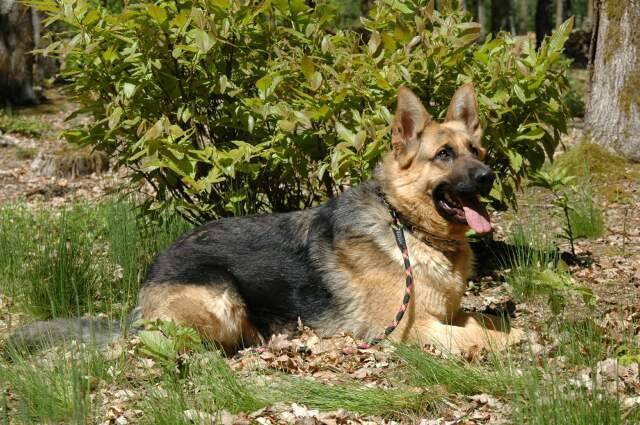 Vick - Berger Allemand