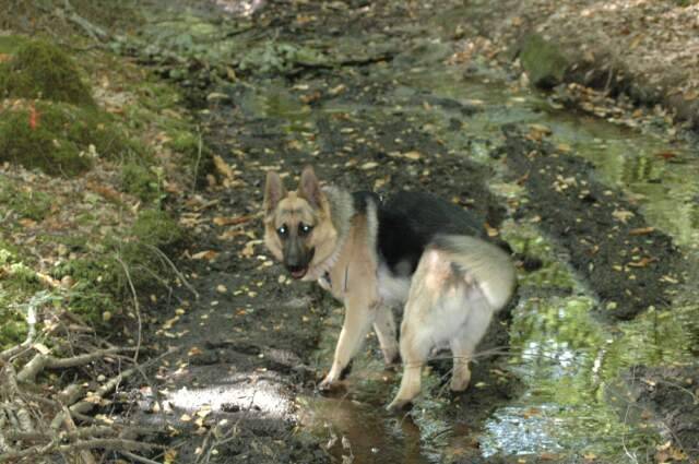 Vick - Berger Allemand
