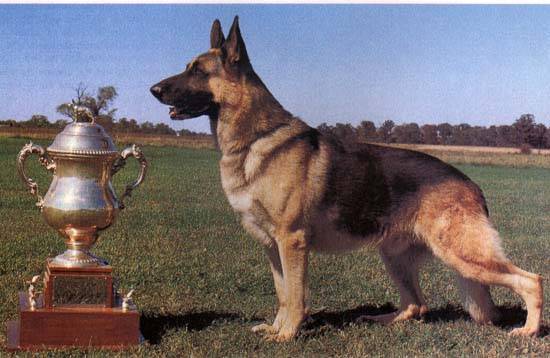 Leon - Berger Allemand Mâle (10 ans)