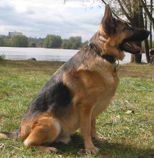 rex - Berger Allemand Mâle (5 ans)