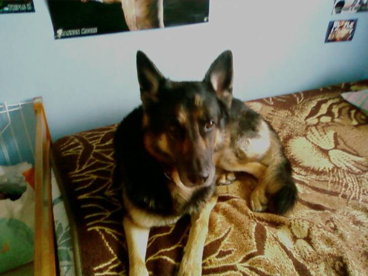 sultan - Berger Allemand Mâle (7 ans)