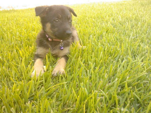 cindy - Berger Allemand (1 mois)
