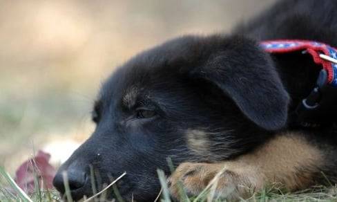 Max - Berger Allemand Mâle (3 mois)