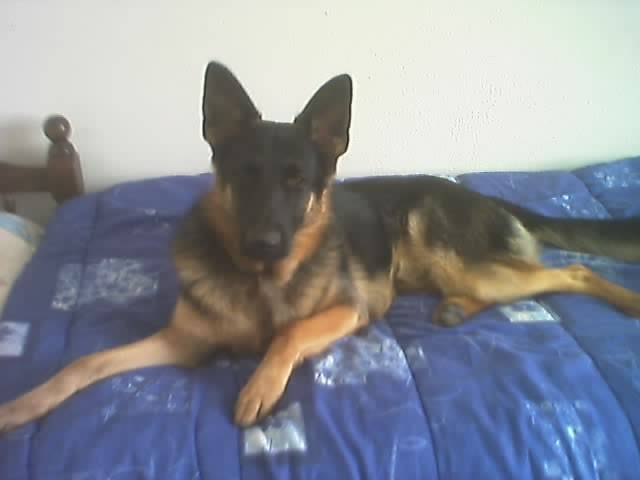 berger allemand IRKO - Berger Allemand