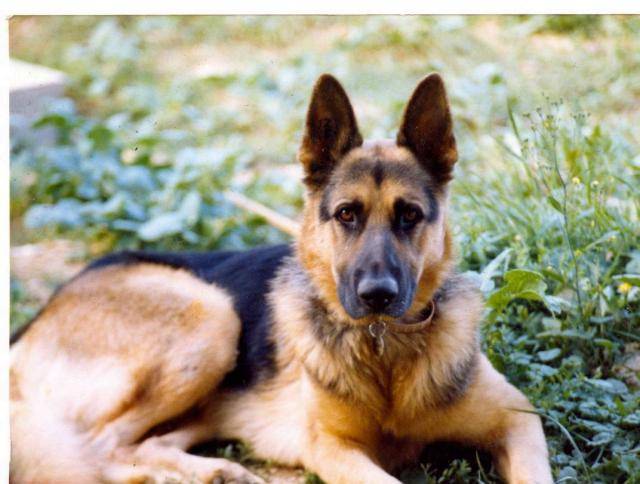 BUCK BERGER ALLEMAND - Berger Allemand