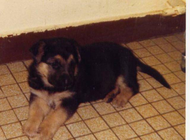 BERGER ALLEMAND MALE - Berger Allemand