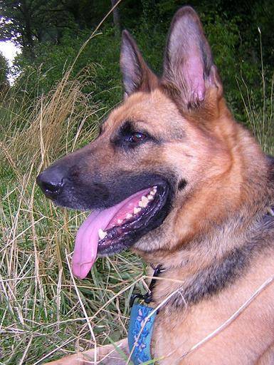 berger allemand - Prisca - Berger Allemand