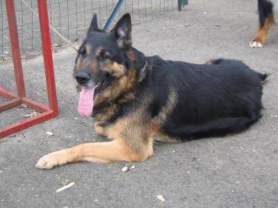 berger allemand ourak - Berger Allemand