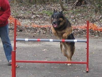 berger allemand ourak - Berger Allemand