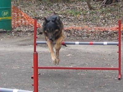 berger allemand ourak - Berger Allemand