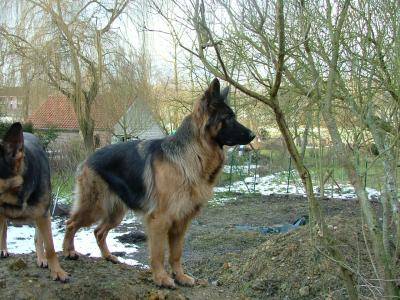 berger allemand djerba - Berger Allemand