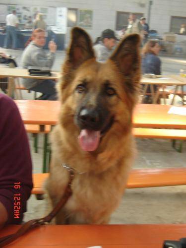 berger allemand chelsy - Berger Allemand