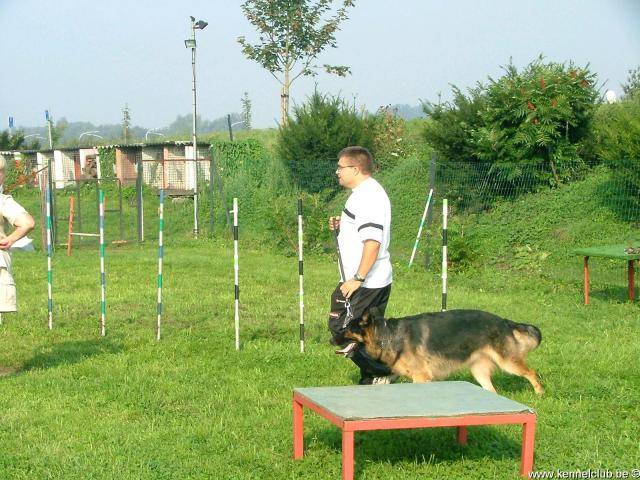 berger allemand ourak de la ferme sauvage - Berger Allemand