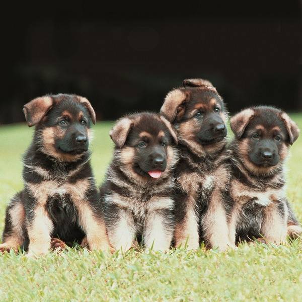 ??Pas A Moi?? - Berger Allemand