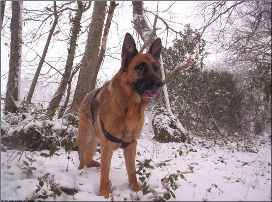 berger allemand stella - Berger Allemand
