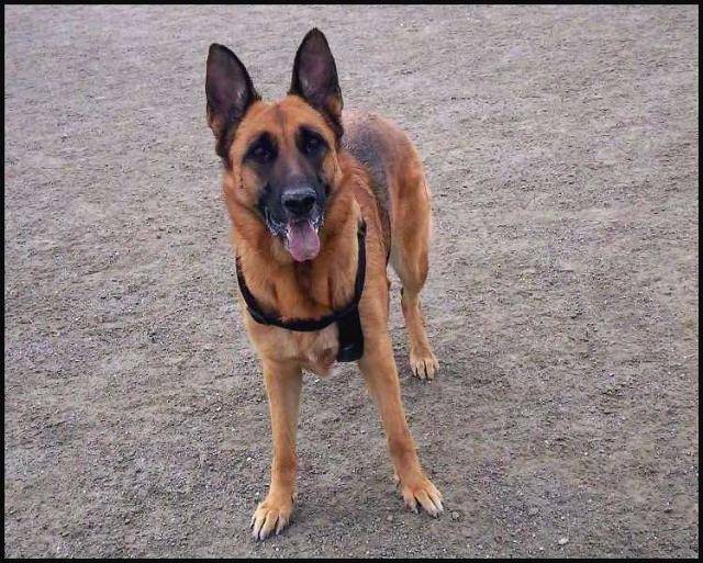stella berger allemand - Berger Allemand
