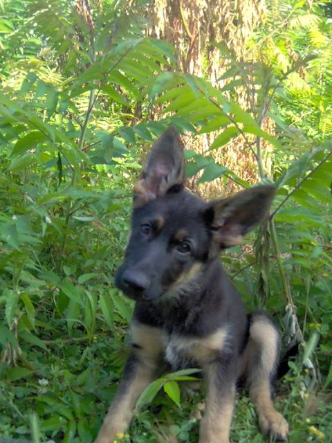 Berger Allemand.BELLA - Berger Allemand