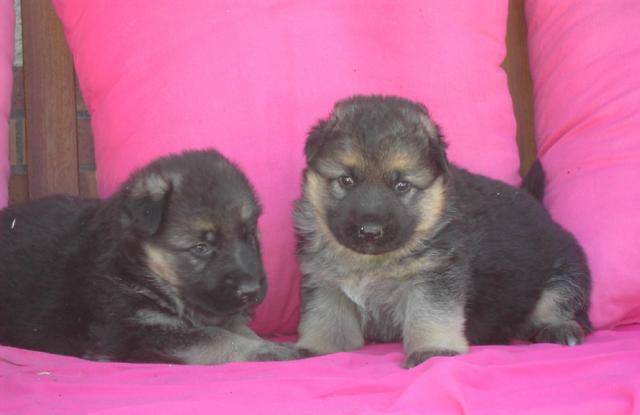 berger allemand - Berger Allemand