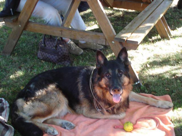 berger allemand ourak - Berger Allemand