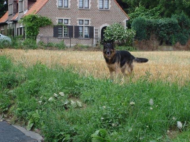 berger allemand - Berger Allemand