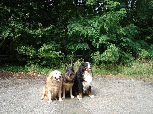 berger allemand - Berger Allemand