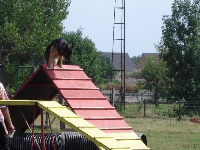 berger allemand - Berger Allemand