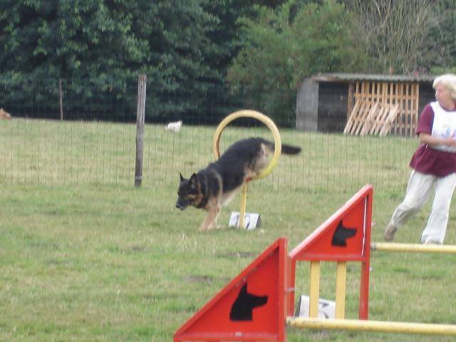berger allemand - Berger Allemand