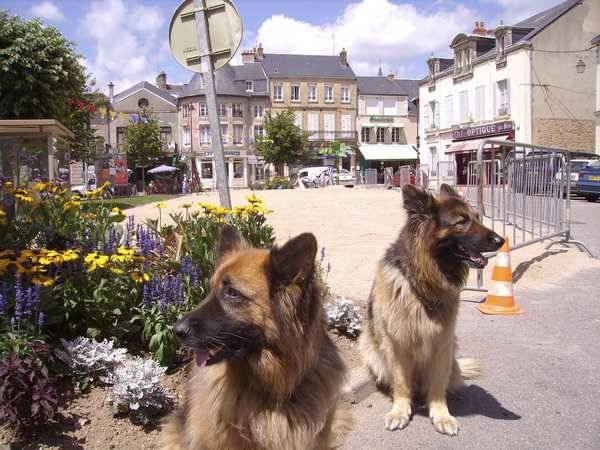 berger allemand a pol long - Berger Allemand