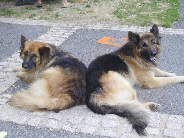 berger allemand a poli long - Berger Allemand