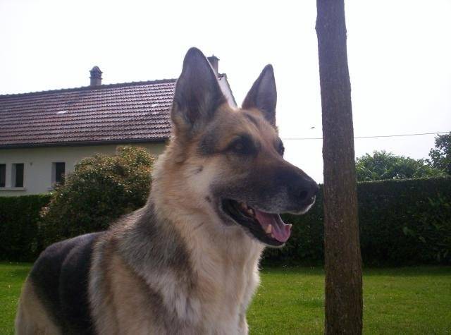 Perdita, Berger Allemand - Berger Allemand